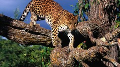 Trees Animals Leopards amur leopard