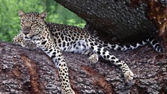 Trees Animals Leopards branches