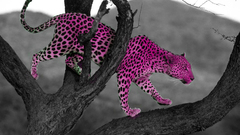 Trees Animals Leopards selective