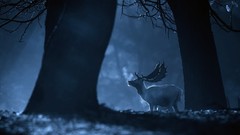 Trees Animals night deer monochrome forests