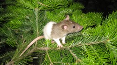 Trees Animals outdoors Rats