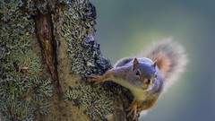 Trees Animals outdoors squirrels