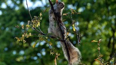 Trees Animals outdoors squirrels