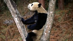 Trees Animals panda bears