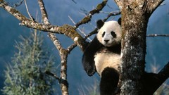 Trees Animals panda bears