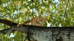 Trees Animals red cats climbing