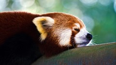 Trees Animals red pandas