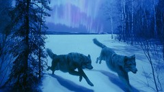 Trees Animals running Wolves snow landscapes