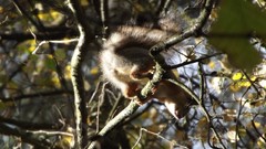 Trees Animals Russia squirrels Kaluga