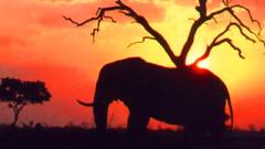 Trees Animals silhouette elephants