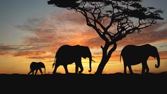 Trees Animals silhouettes elephants herds