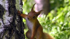 Trees Animals squirrels