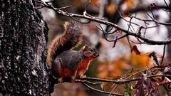 Trees Animals squirrels