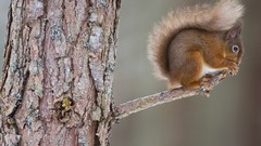 Trees Animals squirrels