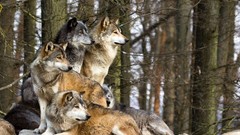 Trees Animals Wolves