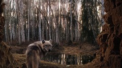 Trees Animals Wolves forests
