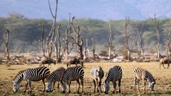 Trees Animals zebras eating