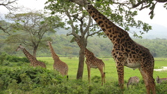 Trees Animals zebras Giraffes