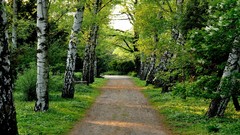 Trees artistic roads