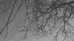 Trees artwork grayscale