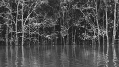 Trees artwork greyscale