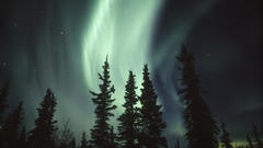 Trees aurora borealis