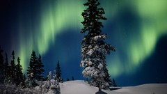 Trees aurora borealis national