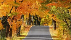 Trees autumn asphalt Wisconsin avenue