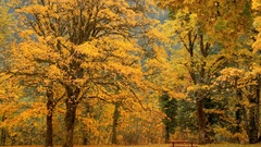 Trees autumn bench