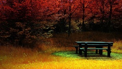 Trees autumn bench forests