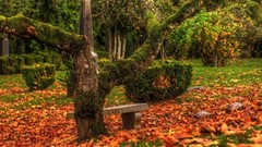 Trees autumn bench moss