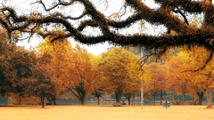 Trees autumn bench nature