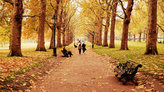 Trees autumn bench Parks