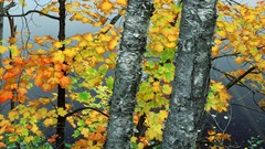 Trees autumn birch York ponds brook