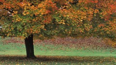 Trees autumn brown Parks