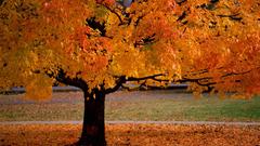 Trees autumn colorful Park