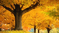 Trees autumn colors golden