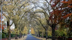 Trees autumn countryside English Countryside