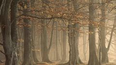 Trees autumn forests