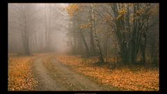 Trees autumn forests