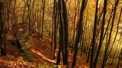 Trees autumn forests