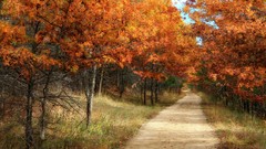 Trees autumn forests