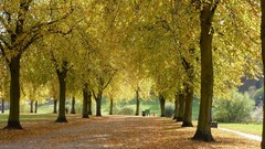 Trees autumn forests
