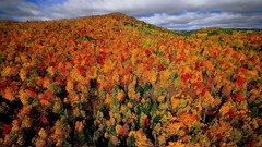 Trees autumn forests
