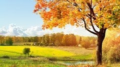 Trees autumn forests Landscapes