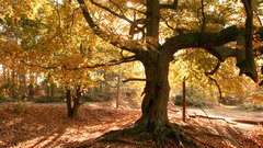 Trees autumn forests leaves