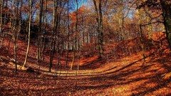 Trees autumn forests leaves