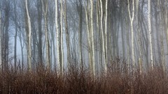 Trees autumn forests mist