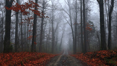 Trees autumn forests roads