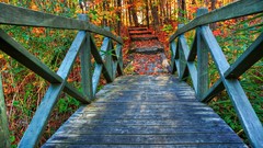 Trees autumn Green colors Wood Bridges HDR Photography